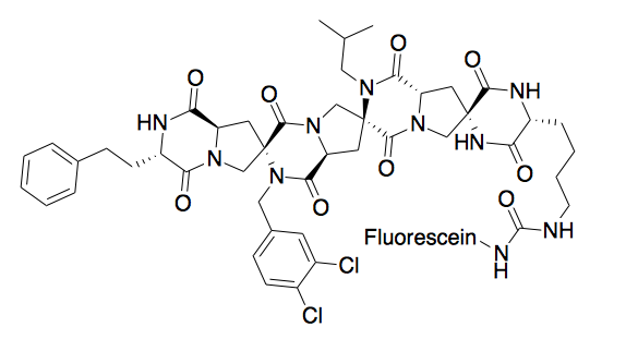 Spiroligomer that penetrates cells and binds HDM2