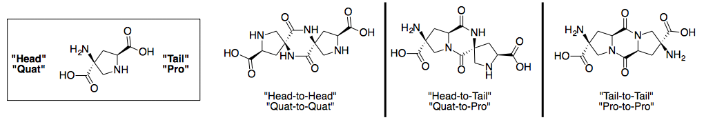 Three common ways of connecting spiroligomer molecules through diketopiperazines
