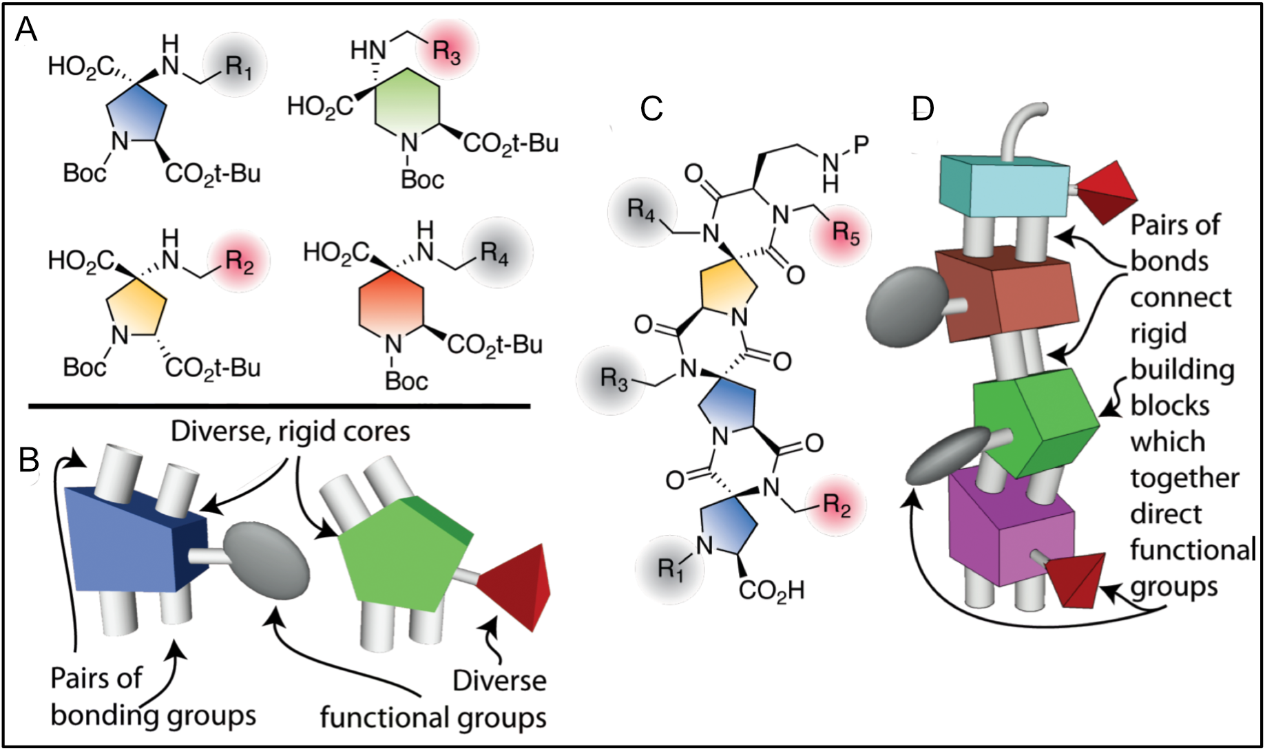 Spiroligomer scaffolds: bis-amino acids and a spiroligomer trimer, with 3D models