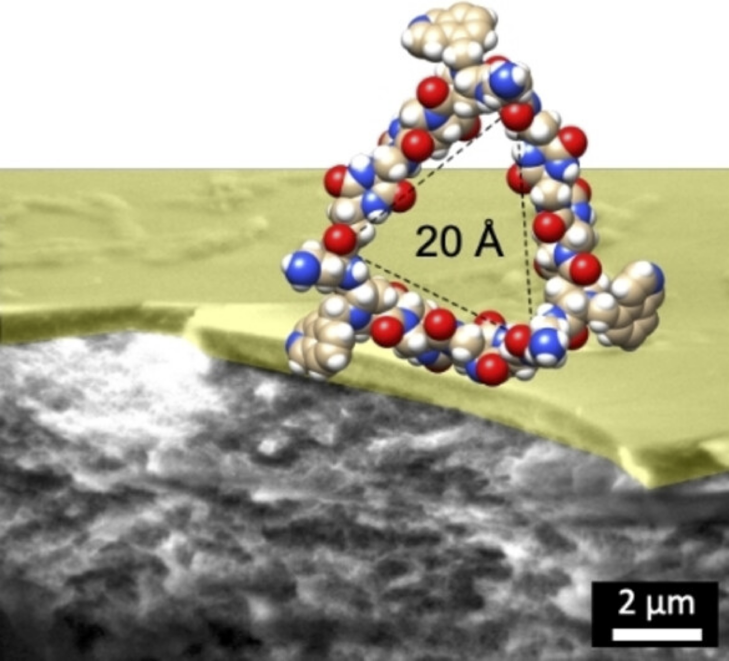 Triangular spiroligomer macrocycle with a 20 Å pore, shown on an SEM cross-section of the membrane